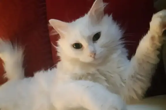 Chat perdu, , photo: Chatte blanche perdue à Golfe-Juan