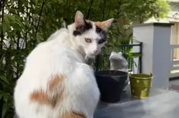Chat perdu, Nouvelle-Aquitaine, photo: Chat blanc perdu à La Flotte-en-Ré