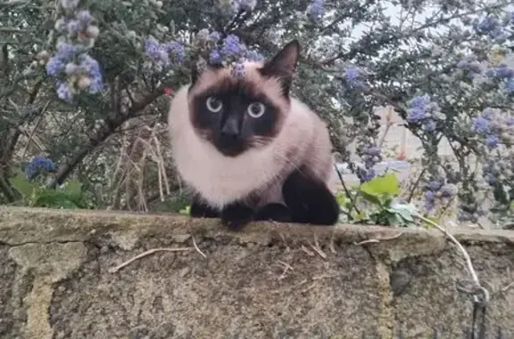 Chat siamois perdu, 2 ans, St-Brieuc - photo