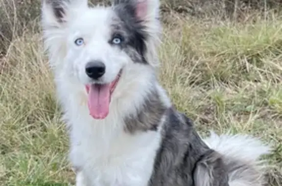 Perro perdido en Samper: ¡Ayúdanos a encontrarlo!
