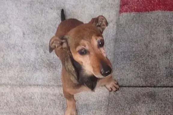 Chien trouvé , photo: Chien trouvé à Jublains, Pays de la Loire