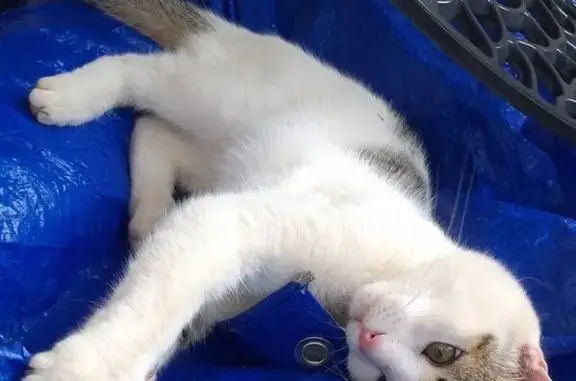 Chat perdu : Vagabond, blanc et tigré, Vendargues - photo