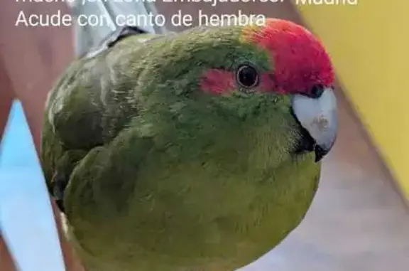Búsqueda de mascotas, foto: ¡Se busca Kakariki perdido en Madrid!