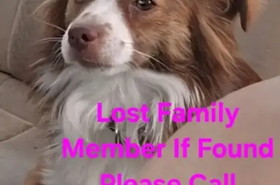 Lost Red-Brown Dog in Durant, $200 Reward