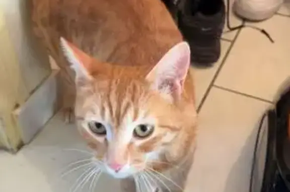 Chatte rousse disparue à Witry-lès-Reims - photo