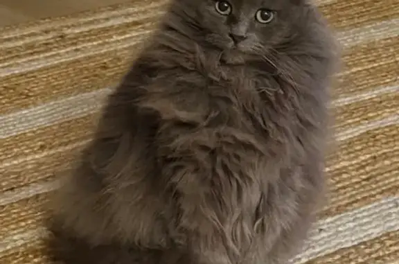 Lost and found pets Monterey Park, photo: Lost Nebelung Cat: Crest Vista Drive, 605