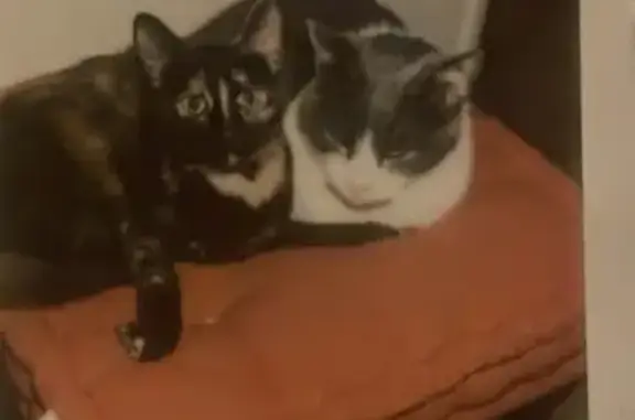 Animaux perdus Warluis, photo: Chatte perdue Wanda, écaille de tortue