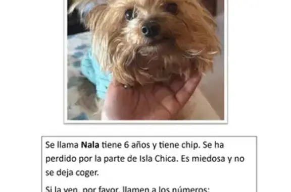 Perro Perdido: Café y Negro en Huelva