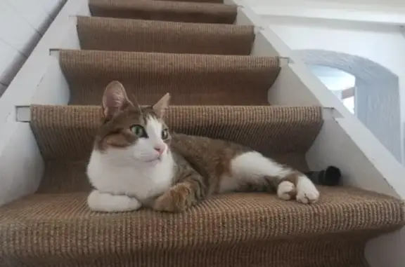 Chat tigré perdu à Moissat - photo