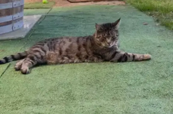 Chat tigre perdu à Bersée, puce électronique - photo