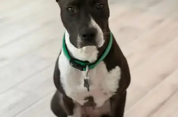Lost Dog in Kensington - Help Us Find Her!