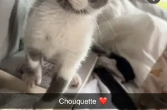 Chat perdu, , photo: Chatte Grise/Blanche 6 mois perdue à Landivy