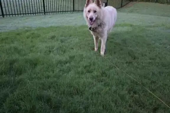 Found dog Belmont, photo: Found: Friendly White/Golden Husky in Belmont