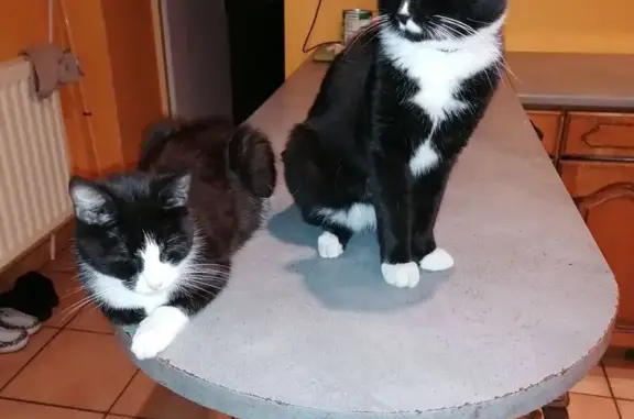 Chat perdu, , photo: Chat perdu noir et blanc, pattes blanches
