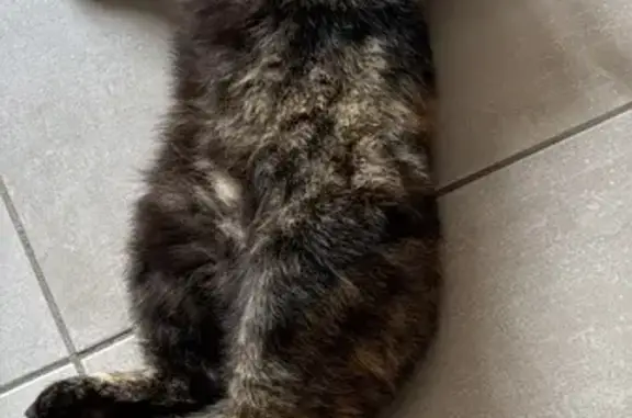Chatte noire perdue, patte et cou beiges - photo