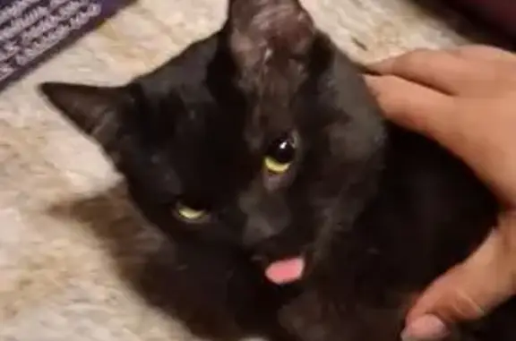 Lost and found pets Bend, photo: Found: Friendly Black Cat on Hwy 60911
