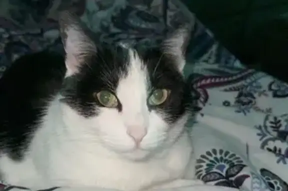 Lost: Friendly Black & White Cat, Hawk St