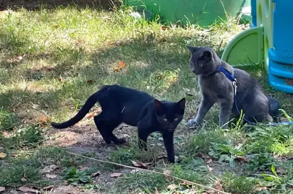 Chat trouvé La Turballe, photo: Chaton noir trouvé à La Turballe