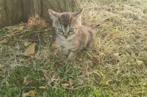 Animaux trouvés , photo: Chaton trouvé à Clussais-la-Pommeraie