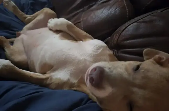 Lost Dog: Blonde with White Markings, N. Wilkesboro