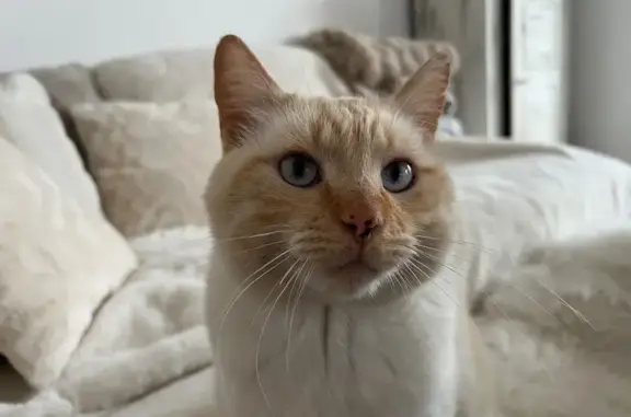 Animaux perdus Nantes, photo: Mido, chat pucé perdu à Nantes, très doux