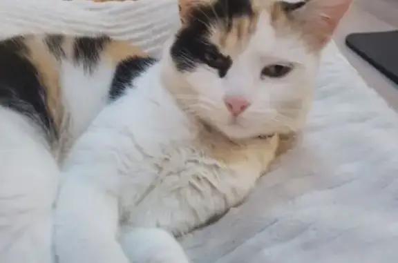 Chat perdu, , photo: Chatte tricolore perdue à Corveissiat