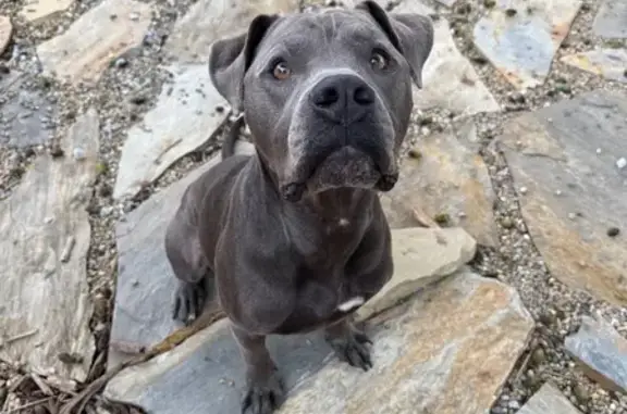 Lost Gray Pit Bull: Friendly & Chipped