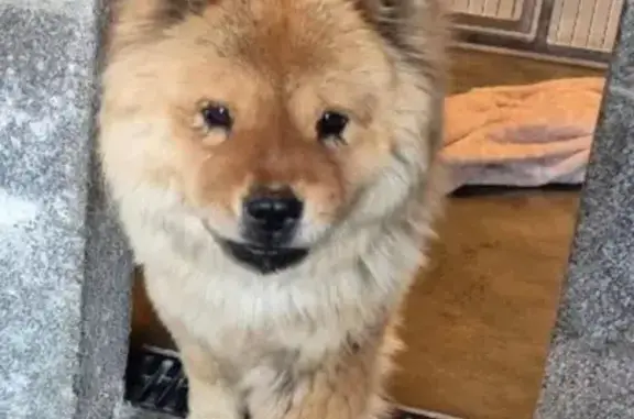 Missing dog Arizona City, photo: Help Find Ophelia: Lost Blond Dog in Phoenix