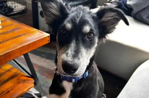 Lost Skittish Pup: Park City, Prospector