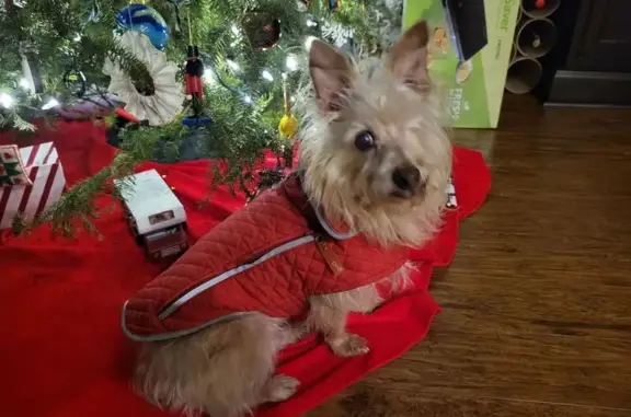 Lost pets Mount Pleasant, photo: Help Find Apricot: Lost Dog in Mount Pleasant