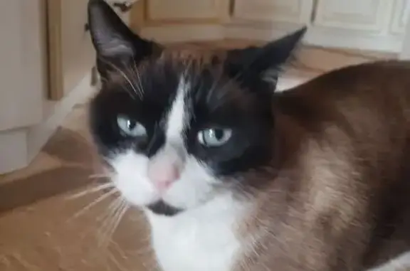 Chat perdu, , photo: Siamois noir gris blanc perdu à Corveissiat