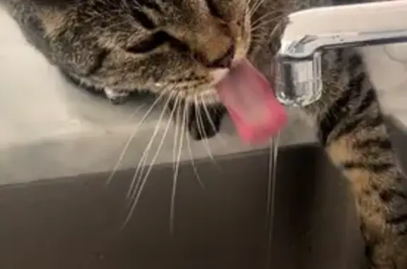 Lost Tabby Cat: Tan & Grey, 3yo, WA