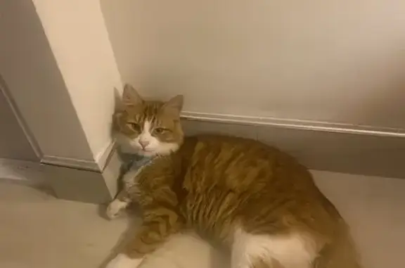 Lost Cat: Microchipped & Blue Collar