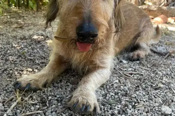 Animaux trouvés Saint-Didier, photo: Chien sable trouvé, collier jaune, St-Didier