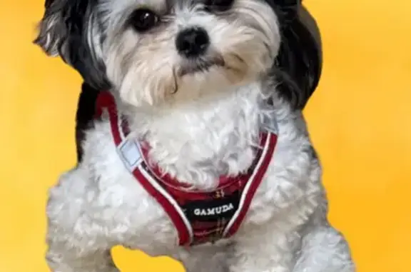 Lost Shy Shih-Tzu Mix on Orchard Hill