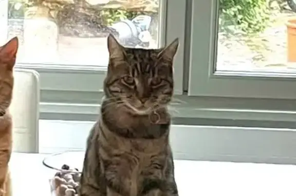 Chat tigré gris perdu à Varrains - photo