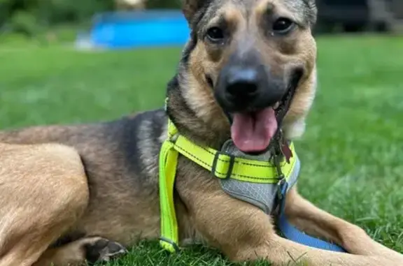 Lost Dog: Skittish, No Collar, Hastings
