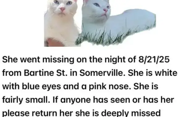 Lost and found pets Somerville, photo: Lost White Cat in Somerville - $500 Reward