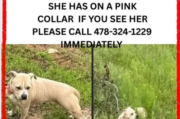Lost Cream Dog: Pink Collar, Bonaire
