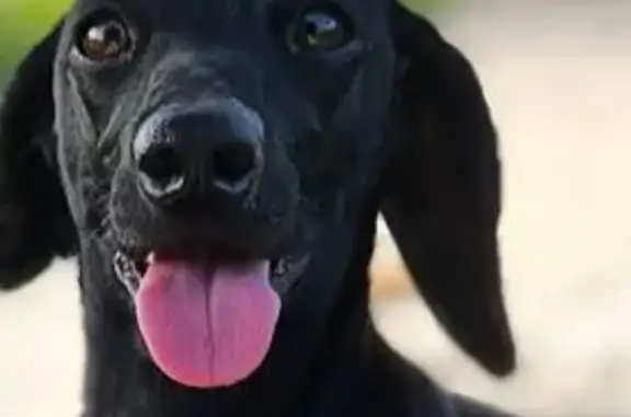Lost Black Dachshund: Mona on Ella St.