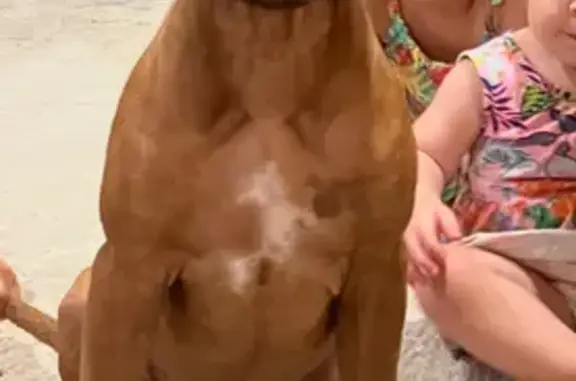 Lost and found pets Garland, photo: Lost: Unique Rhodesian Ridgeback, Garland