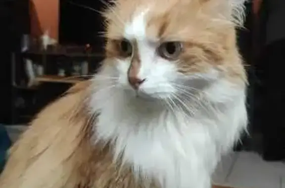 Chat perdu, Simandre, photo: Chat roux-blanc perdu, Simandre, sociable