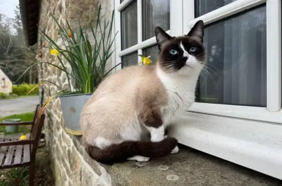 Perdue : Petite chatte siamoise, 4 ans - photo