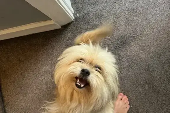 Found dog , photo: Found Fluffy Tan Dog on Padgett Rd, SC