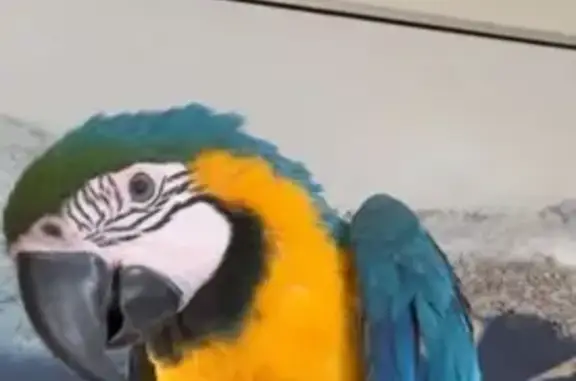 Missing Blue Macaw: Hume City Alert