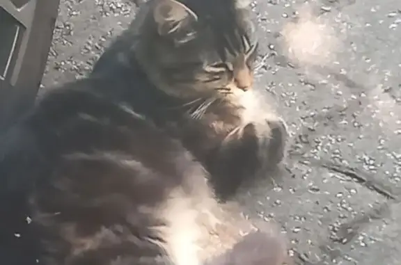 Chat trouvé Marmande, photo: Chat affectueux trouvé à Marmande