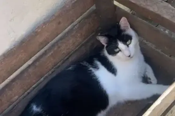 Chat noir et blanc perdu à Thauvenay - photo