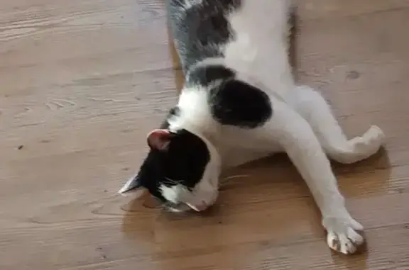 Chat trouvé Montbeton, photo: Chat mâle noir et blanc sociable trouvé