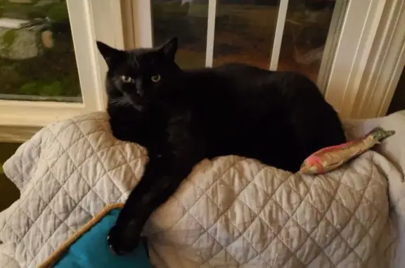 Missing: Large Black Maine Coon, Beau