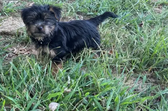Lost Silky Terrier Puppy on Fire Tower Rd
